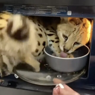 食べ物を狙って電子レンジに飛び込んだサーバルキャット