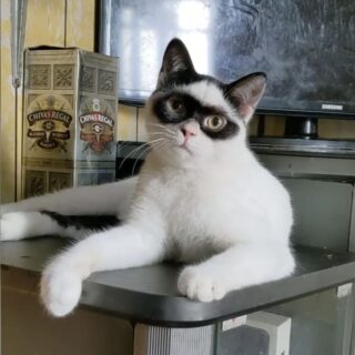 怪傑ゾロのようなお顔の猫、ボーイ君