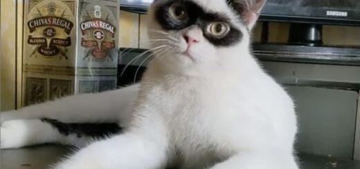 怪傑ゾロのようなお顔の猫、ボーイ君