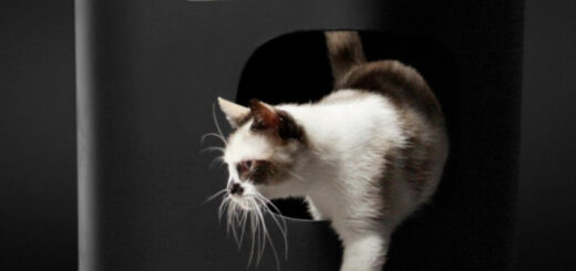 Cat Person New Collection by Jason Wu