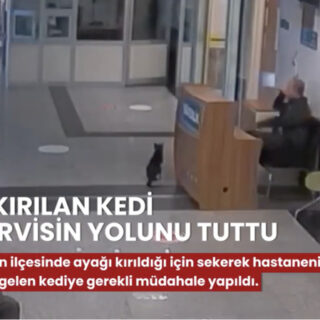 人間の病院へ助けを求めに来たトルコの猫