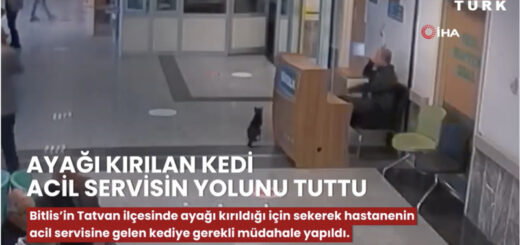 人間の病院へ助けを求めに来たトルコの猫