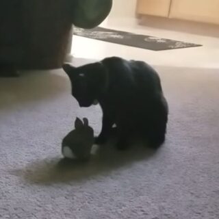 家の中に野生のウサギを連れてきた猫