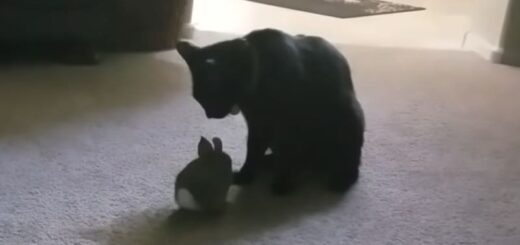 家の中に野生のウサギを連れてきた猫