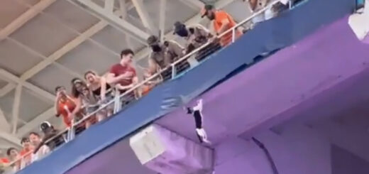 ハードロック・スタジアムのデッキから宙吊りになる猫