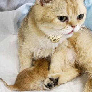初産のブリティッシュゴールデンチンチラ、キラちゃんと子猫ちゃん
