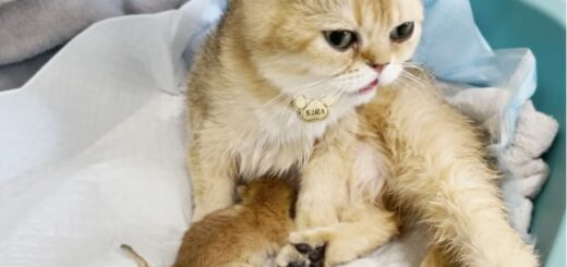 初産のブリティッシュゴールデンチンチラ、キラちゃんと子猫ちゃん