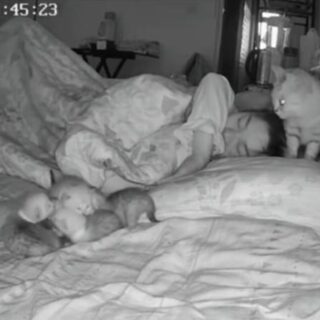 寝ている飼い主の枕元に子猫を運び続けるママ猫
