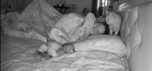 寝ている飼い主の枕元に子猫を運び続けるママ猫