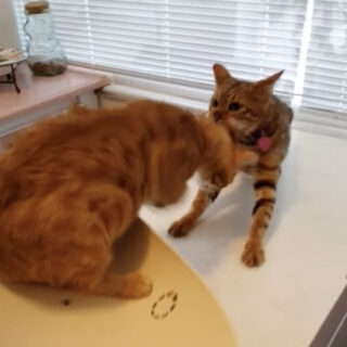 診察台からお仲間にゃんこを救う猫