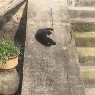 斜面を滑って遊ぶ猫