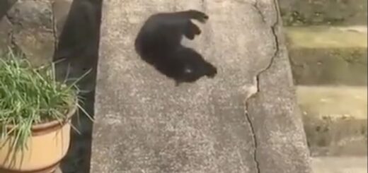 斜面を滑って遊ぶ猫