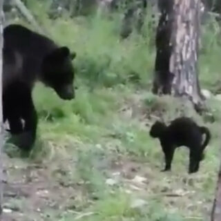 野生のクマに立ち向かうロシアの黒猫