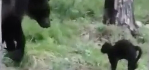 野生のクマに立ち向かうロシアの黒猫