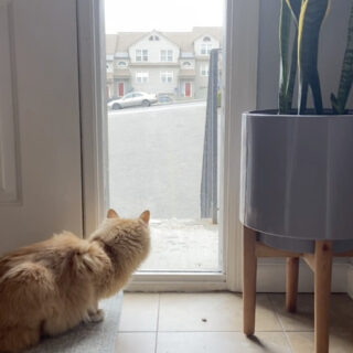 散歩に出かけた同居わんこの帰りを待つ猫、チャーリー君