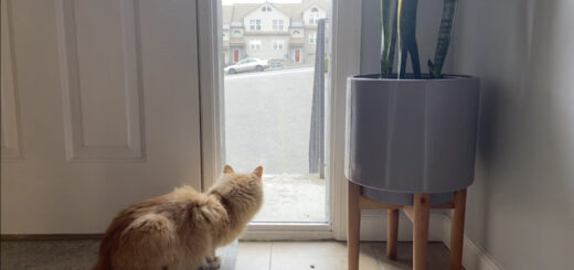 散歩に出かけた同居わんこの帰りを待つ猫、チャーリー君