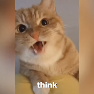 猫語の英語を話す猫