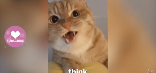 猫語の英語を話す猫