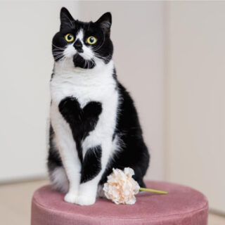 ハート模様のモフ毛柄が愛らしいゾーイちゃん