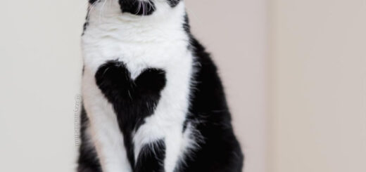 ハート模様のモフ毛柄が愛らしいゾーイちゃん