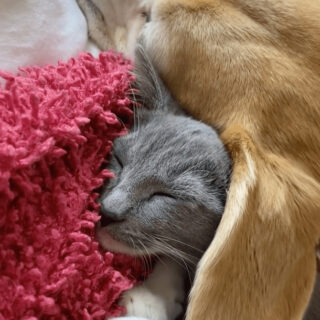 ビーグル犬クロエの耳の下で眠る子猫クレア
