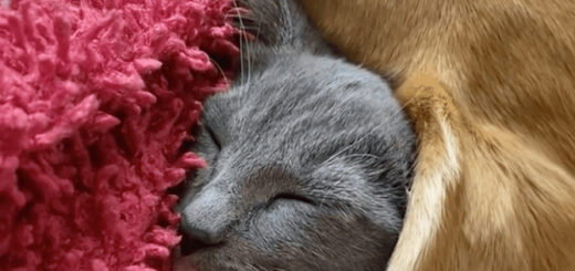 ビーグル犬クロエの耳の下で眠る子猫クレア