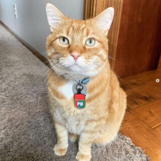 怒りっぽいおしゃべりな猫、ビーンズ君