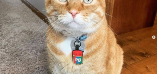 怒りっぽいおしゃべりな猫、ビーンズ君