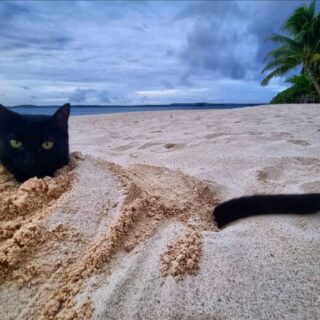 砂に埋められるのが大好きなマウンウ島のチャコール君