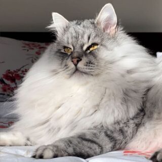 圧倒的なモフ毛ボリュームのサイベリアン、クラウド君