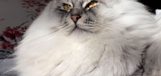 圧倒的なモフ毛ボリュームのサイベリアン、クラウド君