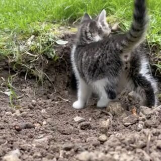 Curious kitty gets a big surprise