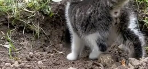 Curious kitty gets a big surprise