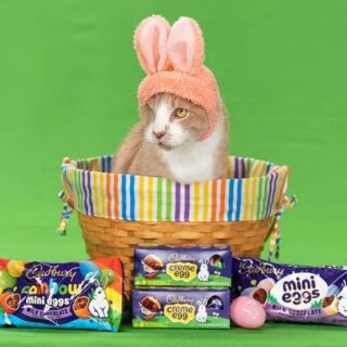 第5回「キャドバリー・バニー・トライアウツ」（うさ耳コンテスト）で優勝した片目のにゃんこ、クラッシュ君