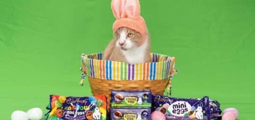 第5回「キャドバリー・バニー・トライアウツ」(うさ耳コンテスト)で優勝した片目のにゃんこ、クラッシュ君