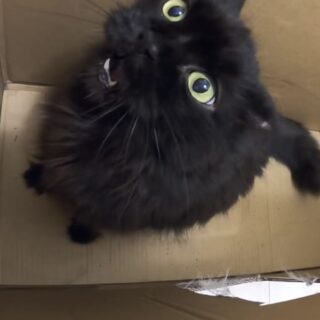 ダンボール箱の中でストレスを発散させるショーティちゃん