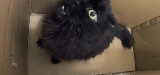 ダンボール箱の中でストレスを発散させるショーティちゃん