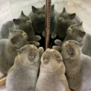 合わせ鏡に映ったブリティッシュショートヘア