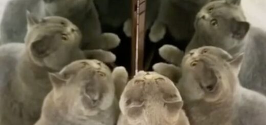 合わせ鏡に映ったブリティッシュショートヘア