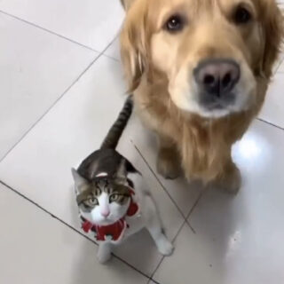 飼い主に命じられて猫を店の中に連れて戻した犬