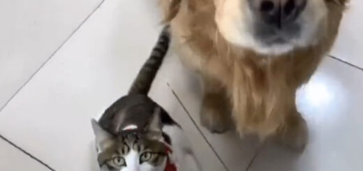 飼い主に命じられて猫を店の中に連れて戻した犬