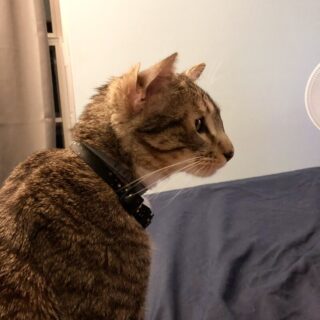 4つの耳を持つ猫 アスラン君