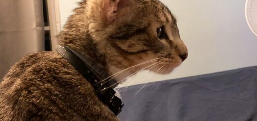 4つの耳を持つ猫 アスラン君