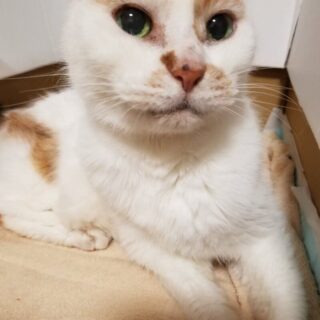 27歳で天寿を全うした山中秀樹アナの愛猫、フクちゃん