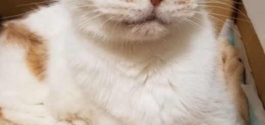 27歳で天寿を全うした山中秀樹アナの愛猫、フクちゃん
