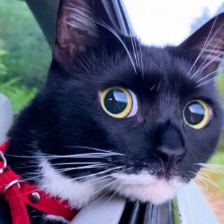 ドライブを楽しむ石垣島のララちゃん