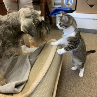 Indiana's First Dog Henry and First Cat Topper