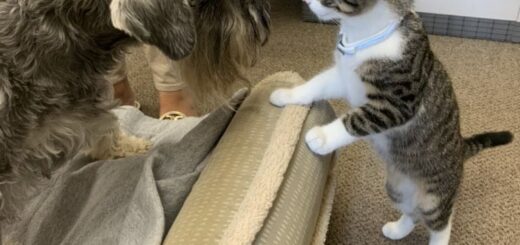 Indiana's First Dog Henry and First Cat Topper