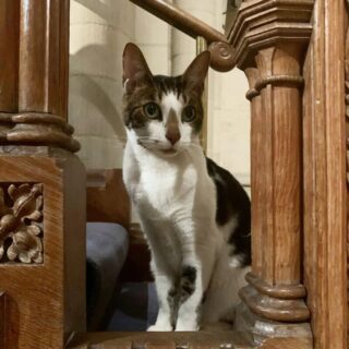 ノリッジ大聖堂の通い猫、バッジ君