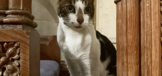 ノリッジ大聖堂の通い猫、バッジ君